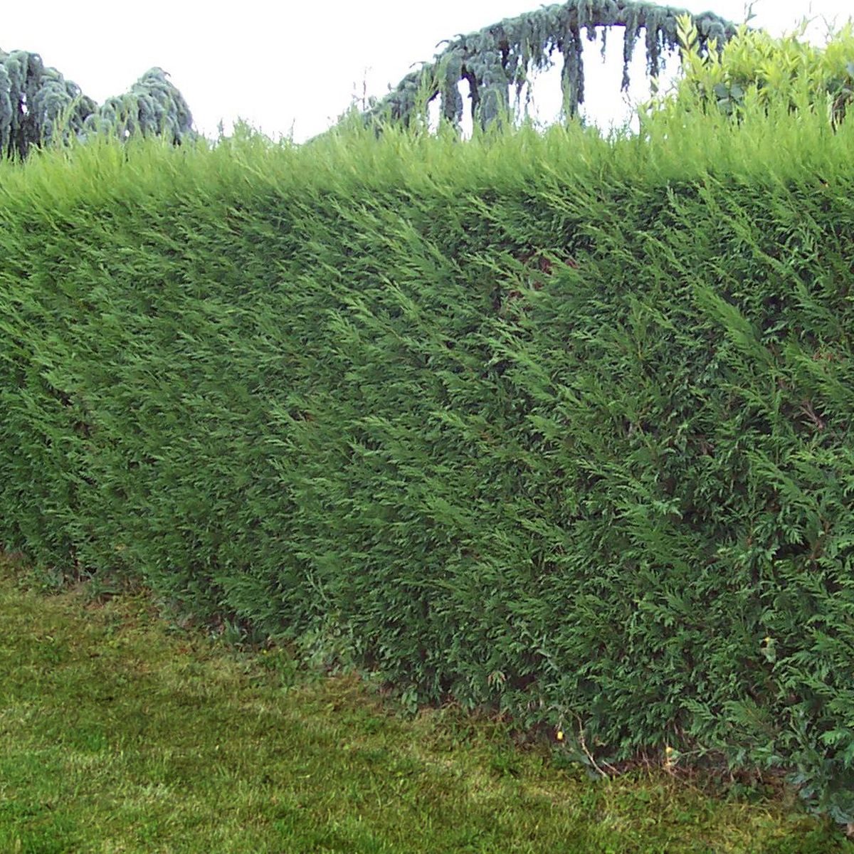 Kit de 13 Cyprès de Leyland