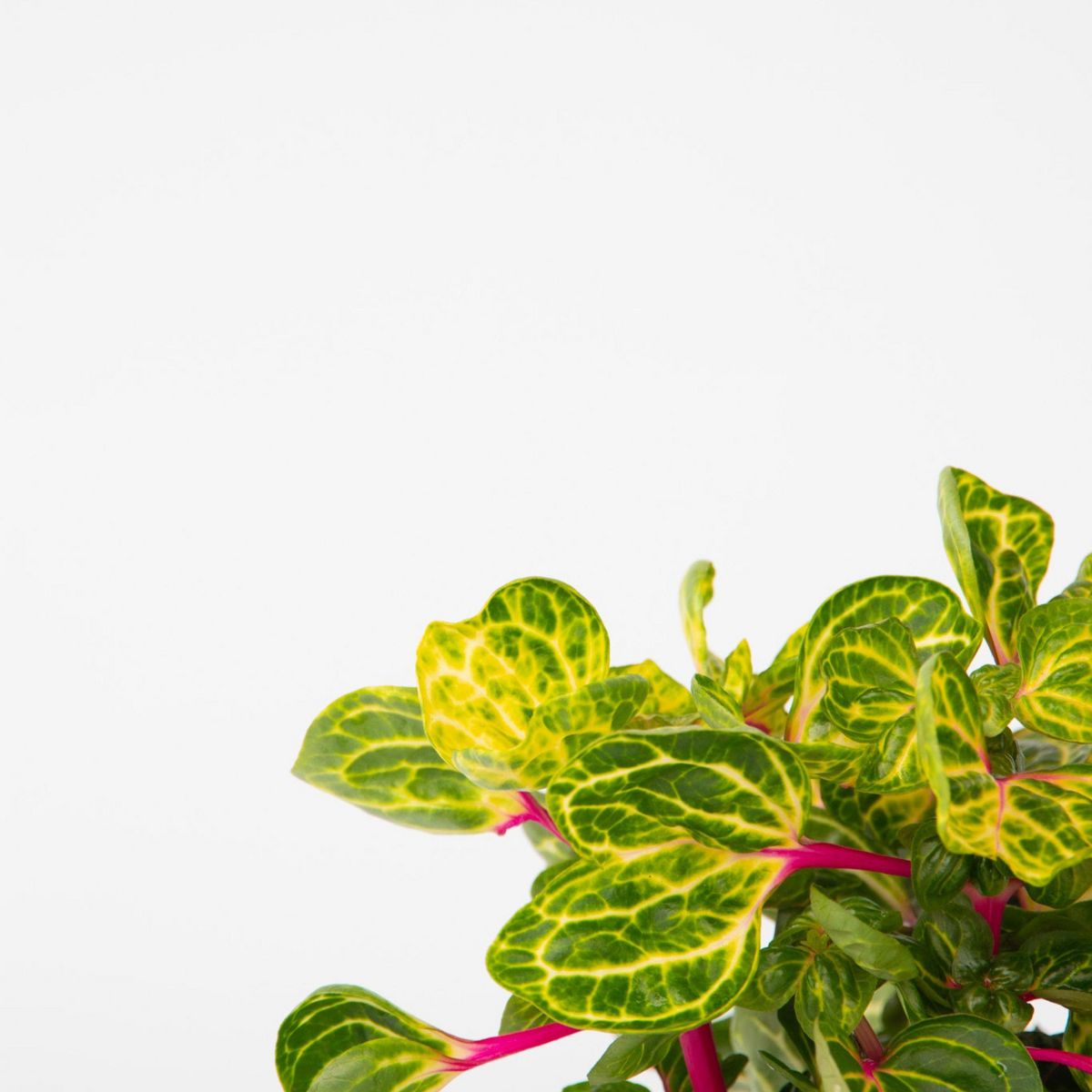 PLANT IN A BOX Feuille de sang - Set de 2 - Iresine herbstii - Hauteur 20-30cm - ⌀13cm