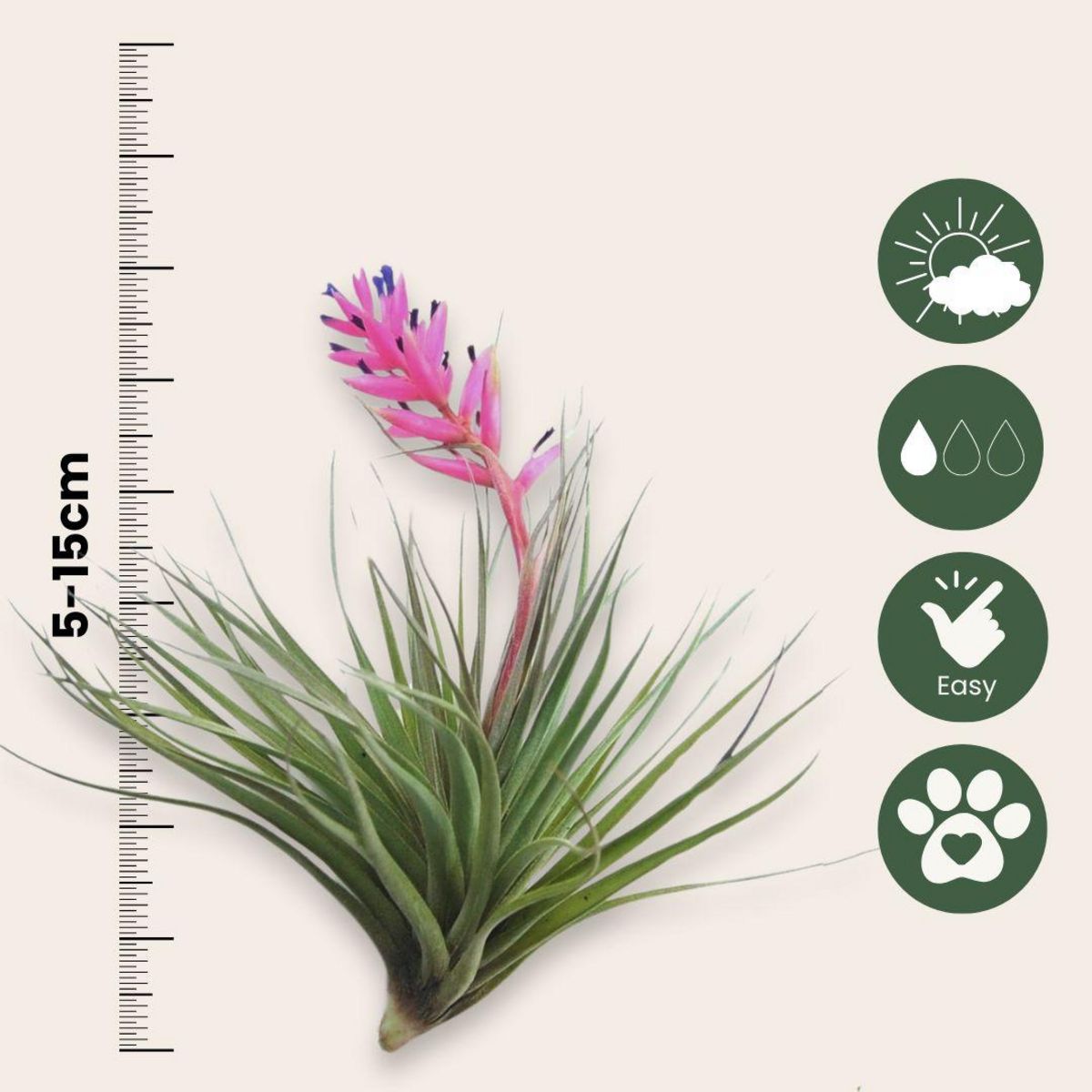 PLANT IN A BOX Plante aérienne - Set de 24 - Tillandsia - Hauteur 5-15cm - ⌀5cm
