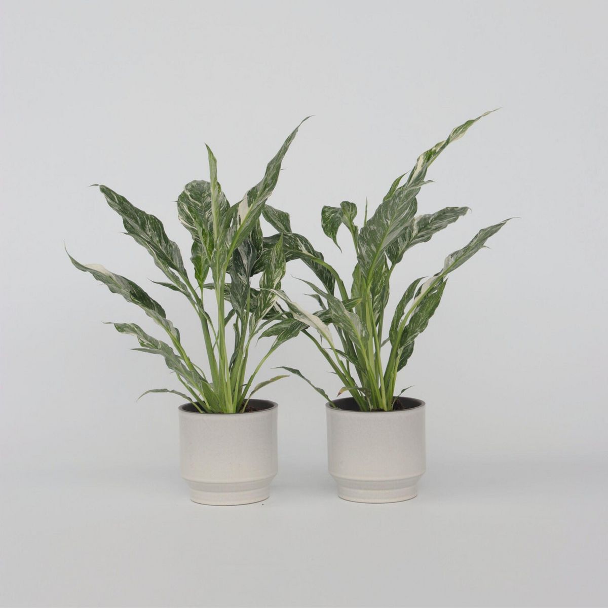 PLANT IN A BOX Fleur de lune - Set de 2 - Spathiphyllum 'Diamond' - Hauteur 40-50cm - ⌀12cm