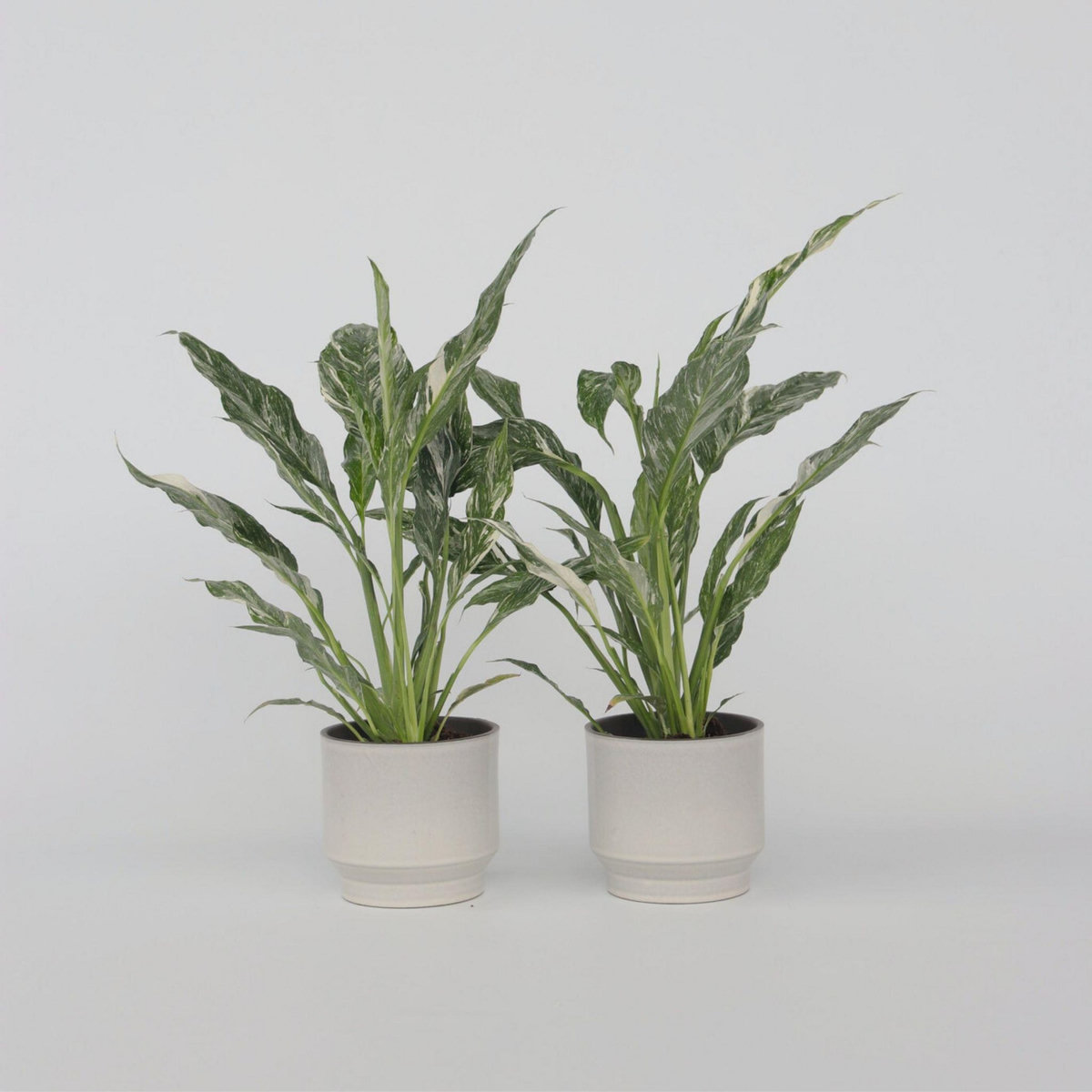 PLANT IN A BOX Fleur de lune - Set de 2 - Spathiphyllum 'Diamond' - Hauteur 40-50cm - ⌀12cm