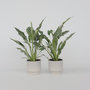 Voir la diapositive 6 : PLANT IN A BOX Fleur de lune - Set de 2 - Spathiphyllum 'Diamond' - Hauteur 40-50cm - ⌀12cm