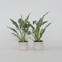Voir la diapositive 6 : PLANT IN A BOX Fleur de lune - Set de 2 - Spathiphyllum 'Diamond' - Hauteur 40-50cm - ⌀12cm