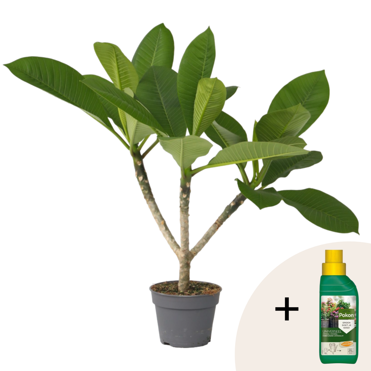 PLANT IN A BOX Frangipanier + engrais végétal - Plumeria rubra 'Hawaii' - H45-55cm - ⌀17cm