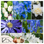 Voir la diapositive 1 : PLANT IN A BOX Mélange de bulbes pour le jardin - Set de 125 - Bulbes à fleurs