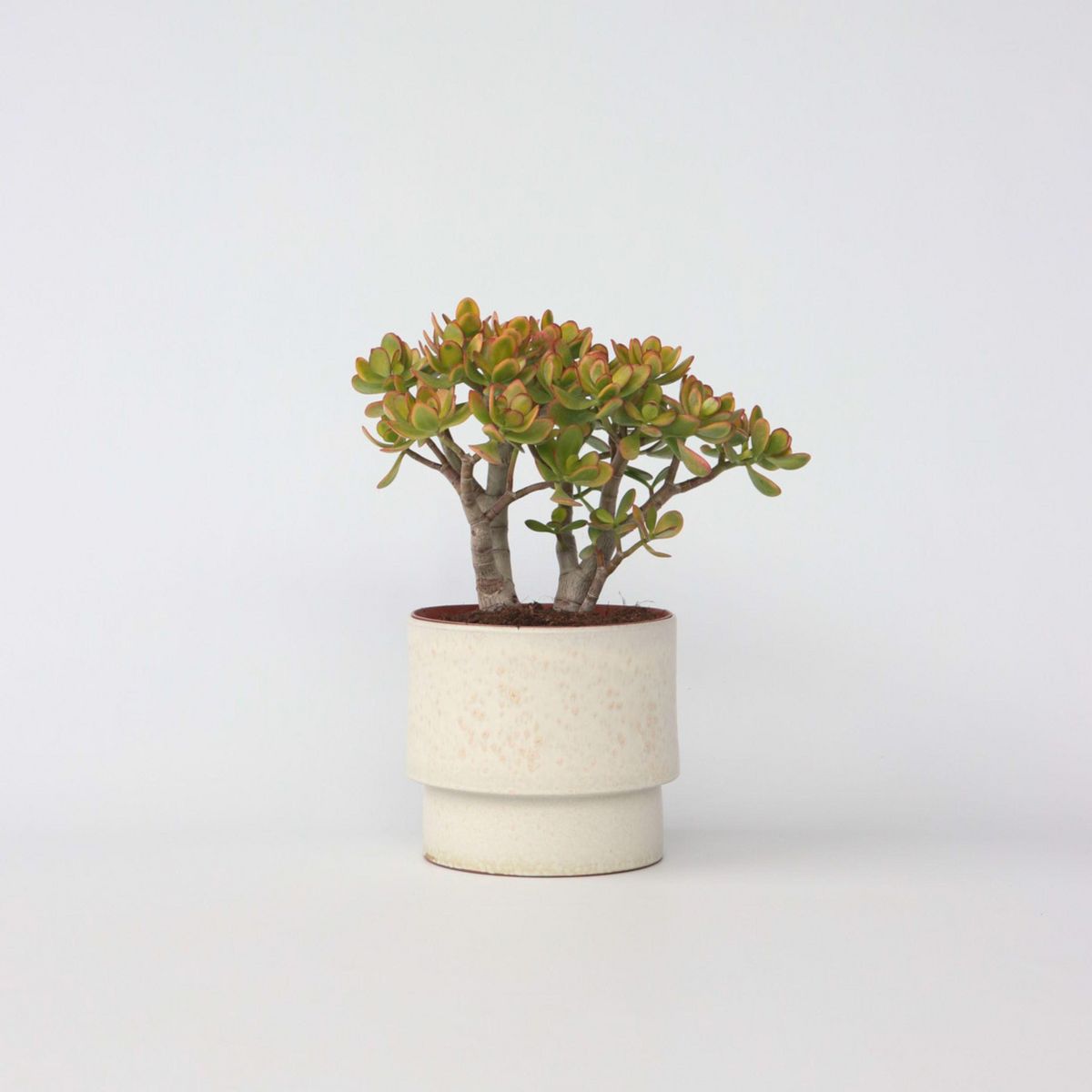 PLANT IN A BOX Arbre de jade - Crassula ovata 'Sunset' - Hauteur 45-50cm - ⌀23cm