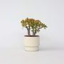 Voir la diapositive 5 : PLANT IN A BOX Arbre de jade - Crassula ovata 'Sunset' - Hauteur 45-50cm - ⌀23cm