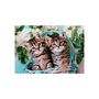 Voir la diapositive 2 : CLEMENTONI Clementoni Jigsaw Puzzle Super Color Lovely Kitty Twins, 60 pcs. 26599
