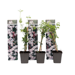 PLANT IN A BOX Jasmin étoilé - Set de 3 - Jasminum 'Officinale' - Hauteur 25-40cm - ⌀9cm