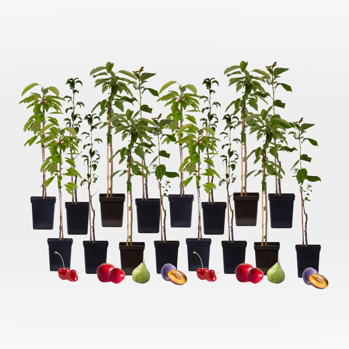 PLANT IN A BOX Arbres fruitiers -  x16 - Pommier, Cerisier, Poirier et Prunier - 60-70cm - ⌀9cm