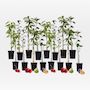 Voir la diapositive 6 : PLANT IN A BOX Arbres fruitiers -  x16 - Pommier, Cerisier, Poirier et Prunier - 60-70cm - ⌀9cm
