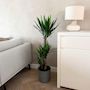 Voir la diapositive 4 : PLANT IN A BOX Pied d'éléphant - Yucca elephantipes - Hauteur 130-140cm - ⌀24cm