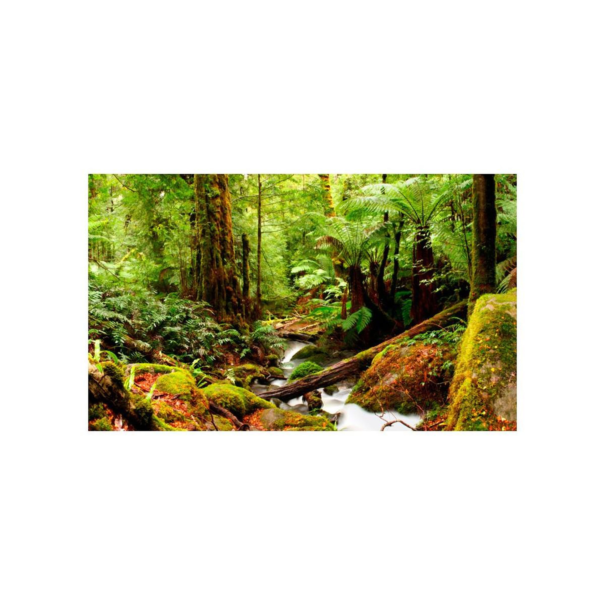 Voir la diapositive 2 : Paris Prix Papier peint  forêt tropicale ii  270x450cm