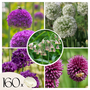 Voir la diapositive 1 : PLANT IN A BOX Mélange de bulbes Ail - Set de 160 - Allium - Bulbes à fleurs