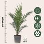 Voir la diapositive 2 : PLANT IN A BOX Palmier Dattier nain - Phoenix canariensis - Hauteur 80-100cm - ⌀19cm