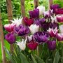 Voir la diapositive 5 : PLANT IN A BOX Tulipe - Set de 35 - Tulipa 'Blueberry' - Bulbes à fleurs - Violet
