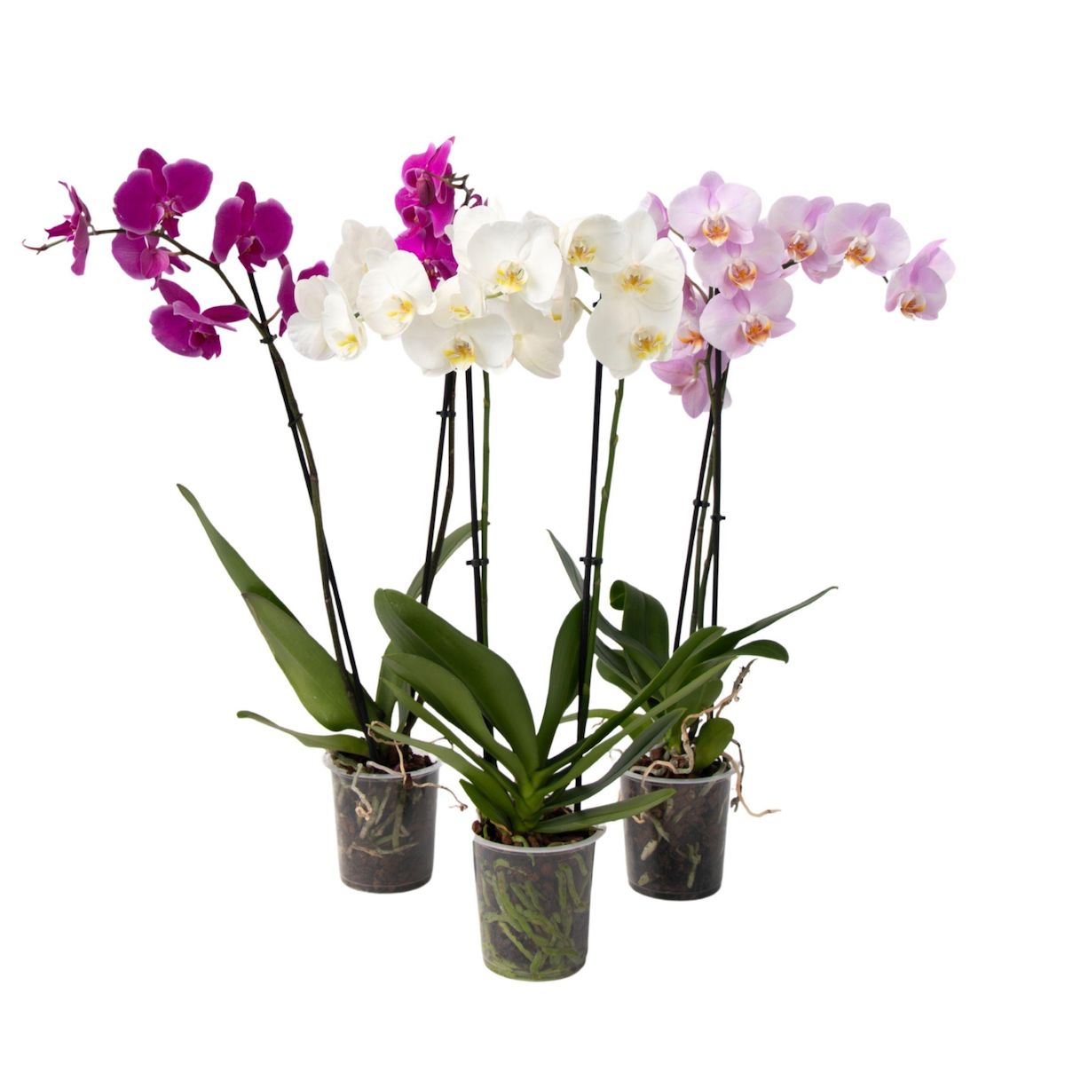 PLANT IN A BOX Orchidée papillon - Lot de 3 - Phalaenopsis - Hauteur 50-60cm - ⌀12cm