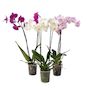 Voir la diapositive 1 : PLANT IN A BOX Orchidée papillon - Lot de 3 - Phalaenopsis - Hauteur 50-60cm - ⌀12cm