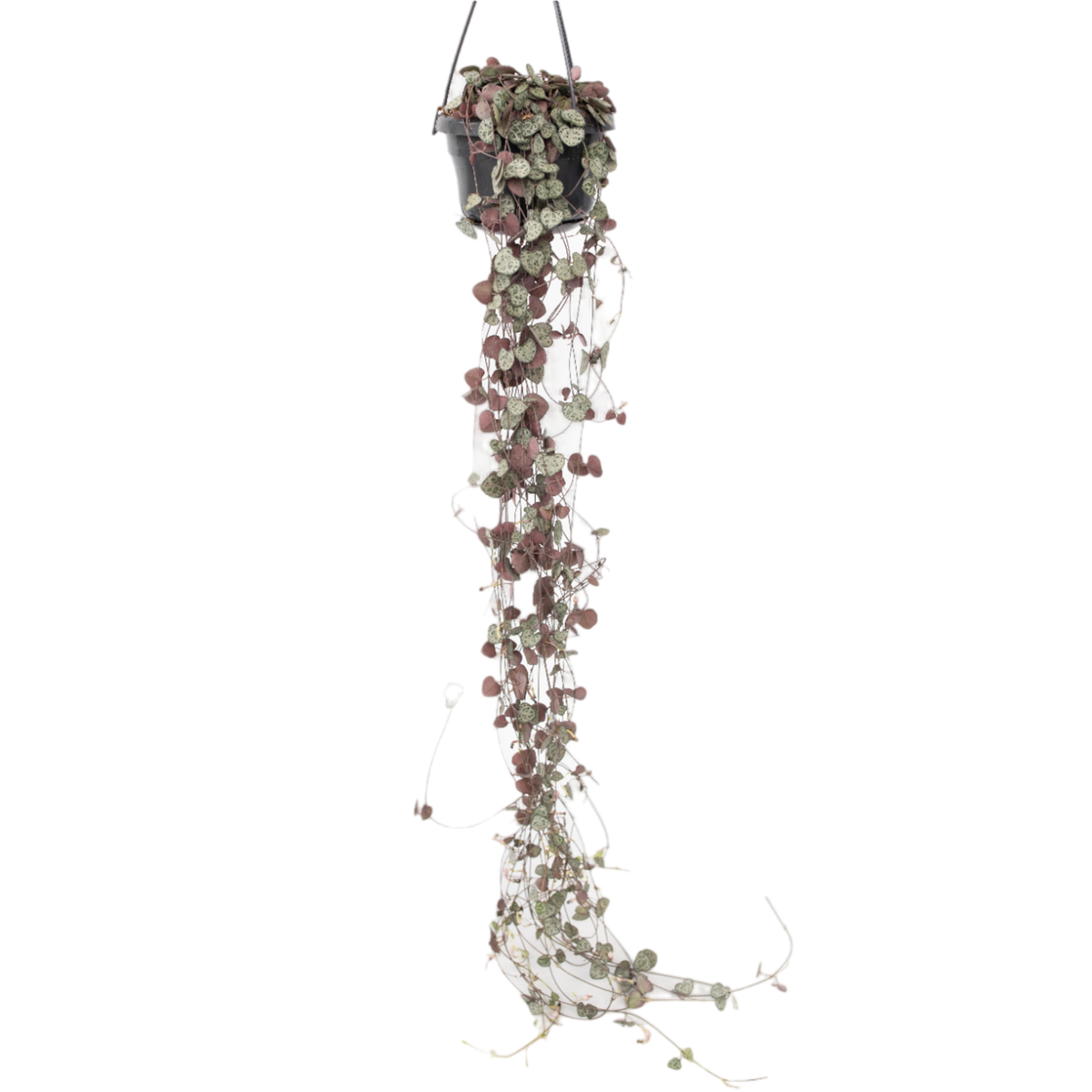 PLANT IN A BOX Chaîne des cœurs - Ceropegia linearis Woodii - Hauteur 20-30cm - ⌀14cm
