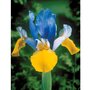  Iris de Hollande colorés en mélange - Le sachet de 40 bulbes / circonférence 6-7cm - Willemse