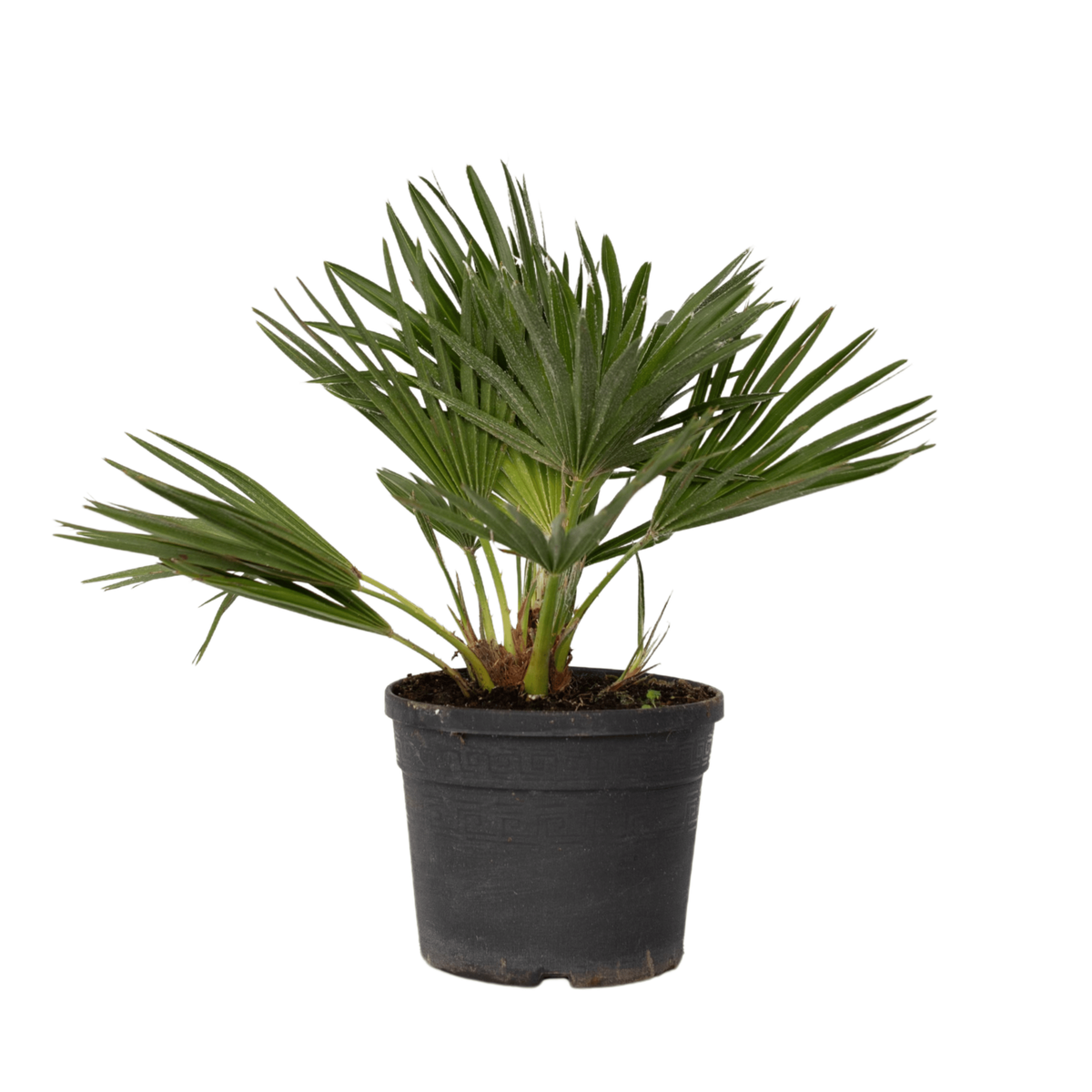 PLANT IN A BOX Palmier nain - Chamaerops 'Vulcano' - Hauteur 35-45cm - ⌀19cm