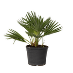 PLANT IN A BOX Palmier nain - Chamaerops 'Vulcano' - Hauteur 35-45cm - ⌀19cm