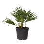 Voir la diapositive 1 : PLANT IN A BOX Palmier nain - Chamaerops 'Vulcano' - Hauteur 35-45cm - ⌀19cm