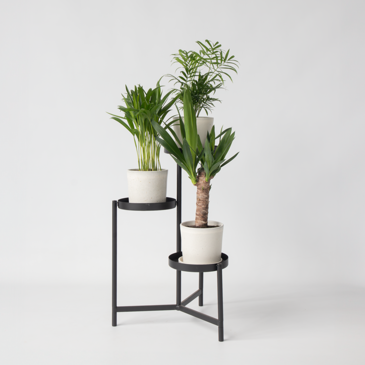 PLANT IN A BOX Mélange de palmiers d'intérieur - Set de 3 - Hauteur 25-40cm - ⌀12cm