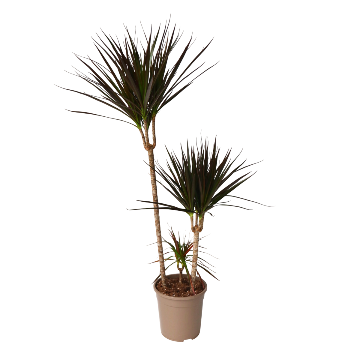 PLANT IN A BOX Dragonnier - Dracaena marginata 'Magenta' - Hauteur 110-130cm - ⌀24cm