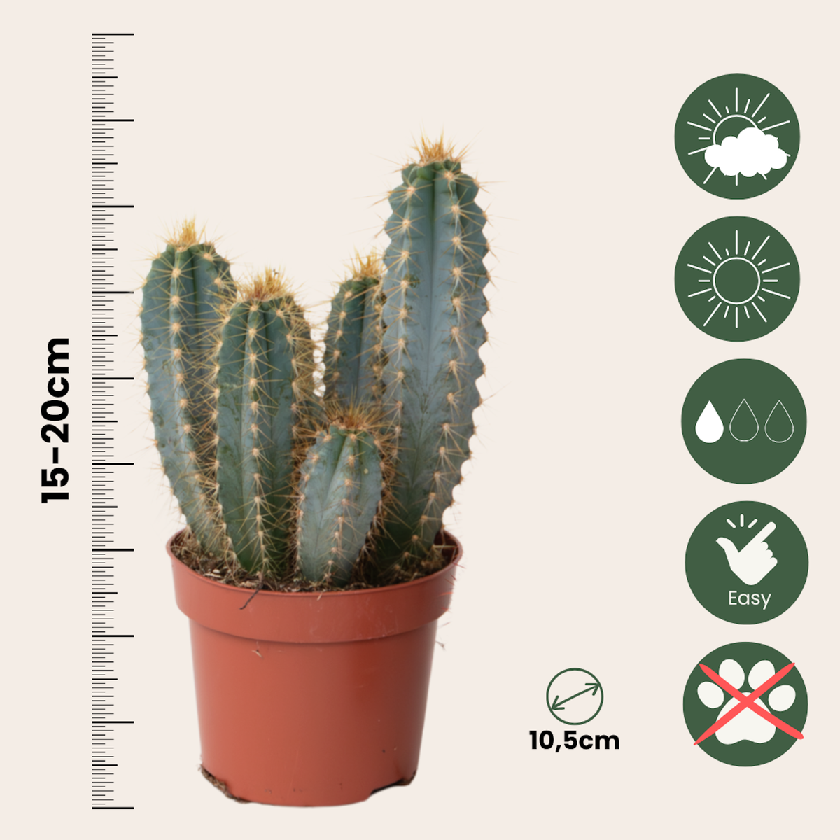 PLANT IN A BOX Mélange de cactus - Lot de 6 - Cactus - Hauteur 15-20cm - ⌀10,5cm