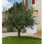 Voir la diapositive 4 :  Filet à olives 50g/m2 Werkapro 4 x 4m - 16m2