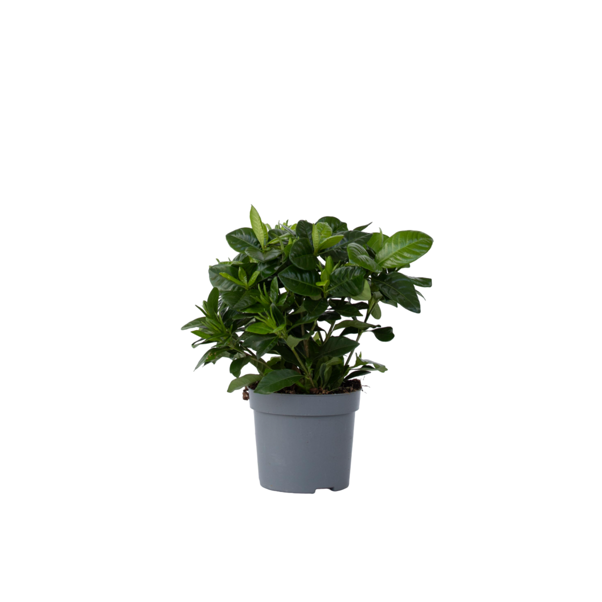 PLANT IN A BOX Jasmin du Cap - Gardenia jasminoides - Hauteur 20-30cm - ⌀13cm
