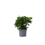 Voir la diapositive 1 : PLANT IN A BOX Jasmin du Cap - Gardenia jasminoides - Hauteur 20-30cm - ⌀13cm