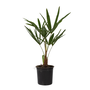 Voir la diapositive 1 : PLANT IN A BOX Palmier de Chine - Trachycarpus Fortunei - Hauteur 35-45cm - ⌀15cm