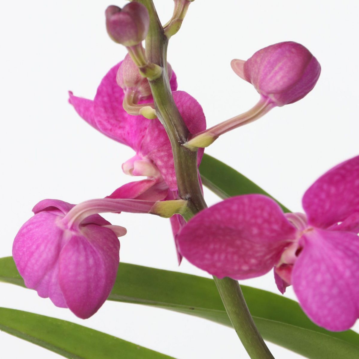 PLANT IN A BOX Orchidée - Vanda 'Pink' - Hauteur 45-55cm