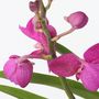 Voir la diapositive 3 : PLANT IN A BOX Orchidée - Vanda 'Pink' - Hauteur 45-55cm