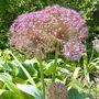 Voir la diapositive 5 : PLANT IN A BOX Ail - Set de 30 - Allium 'Christophii' - Bulbes à fleurs - Violet