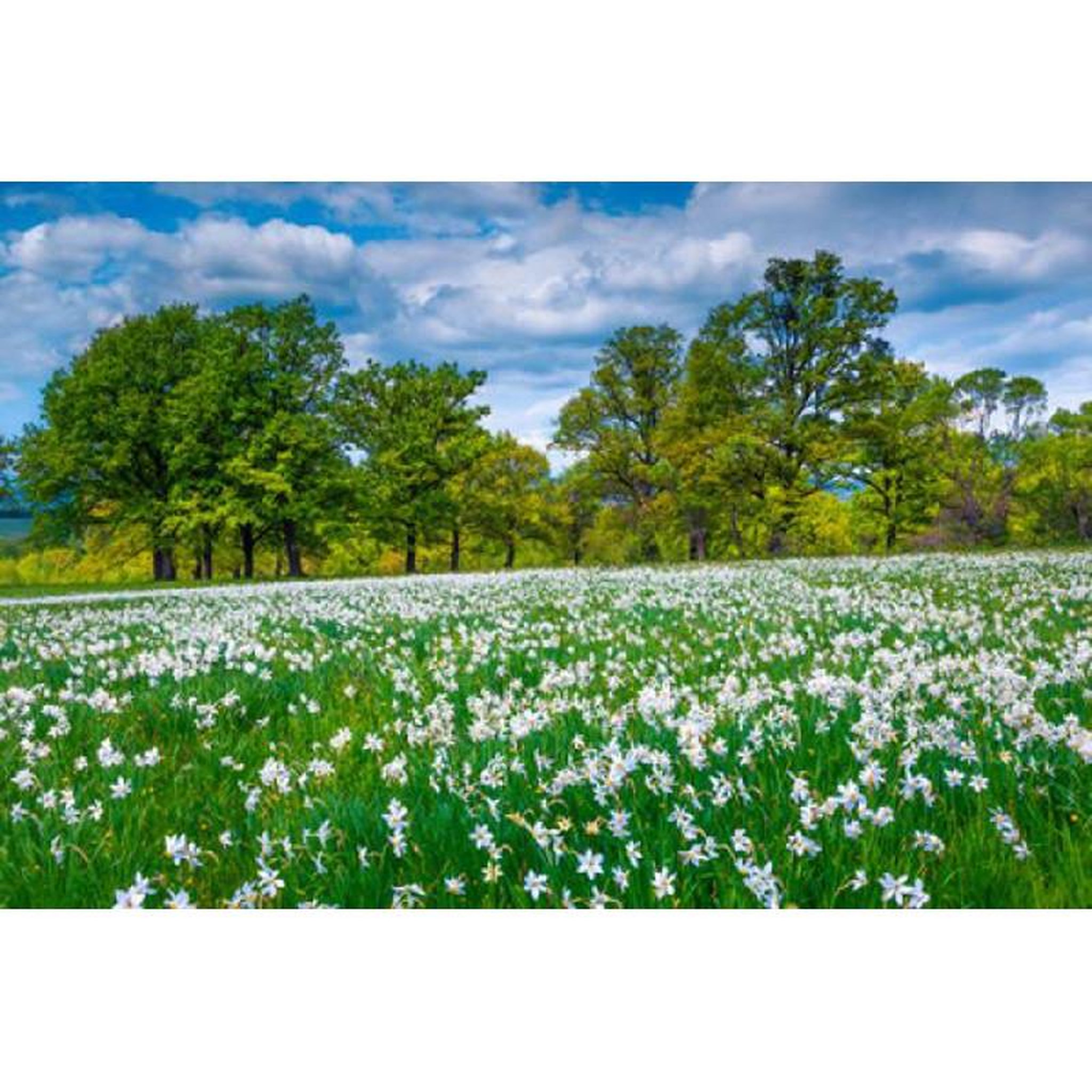Voir la diapositive 2 : ALIZE Puzzle 500 pièces Clairière fleurie – Nature et fleurs – Adulte – Alizé