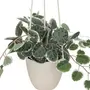  Plante Suspendue en Pot  Lour  80cm Blanc & Vert