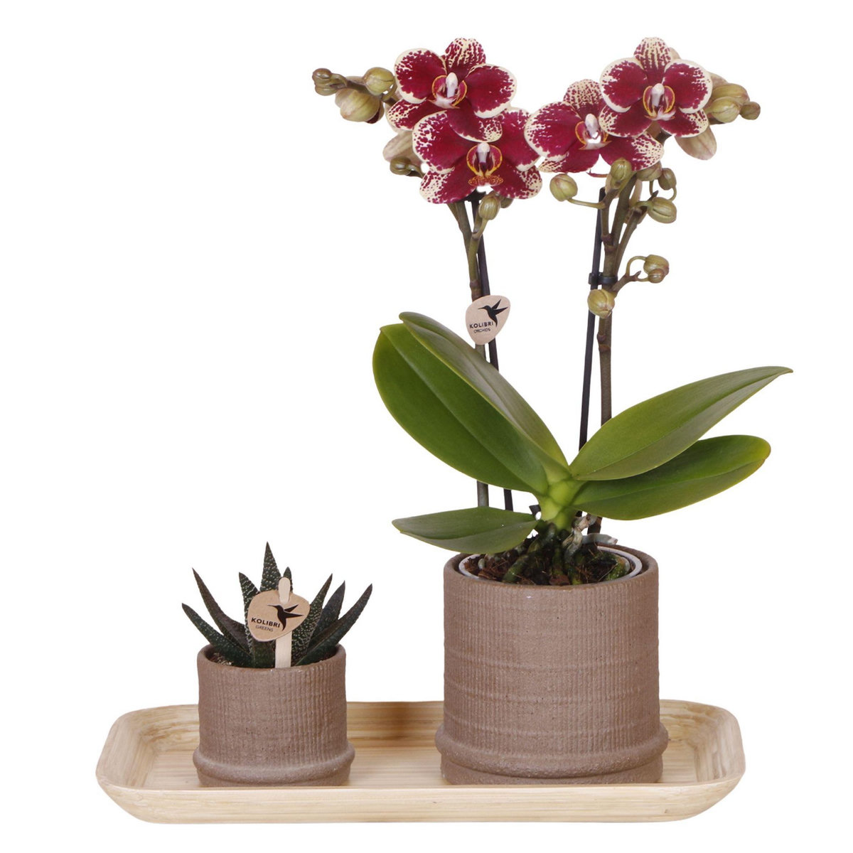 PLANT IN A BOX Coffret cadeau orchidée 'Cocktail S' - Phalaenopsis - Hauteur 30cm