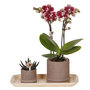 Voir la diapositive 1 : PLANT IN A BOX Coffret cadeau orchidée 'Cocktail S' - Phalaenopsis - Hauteur 30cm