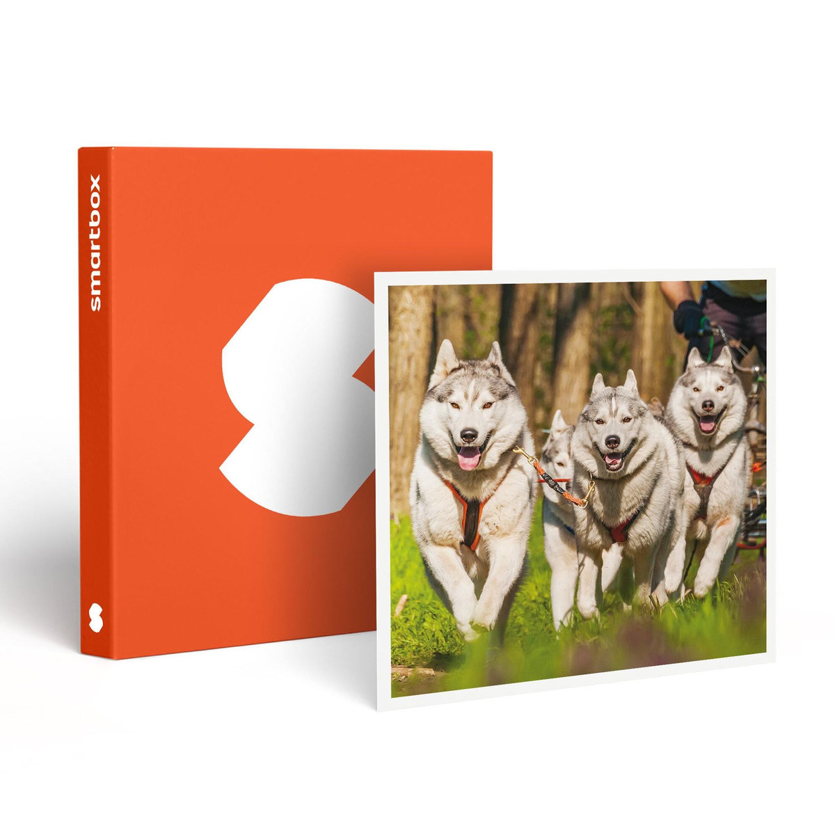 Smartbox Session de Cani-Kart d'1h en famille près de Valence - Coffret Cadeau Sport & Aventure
