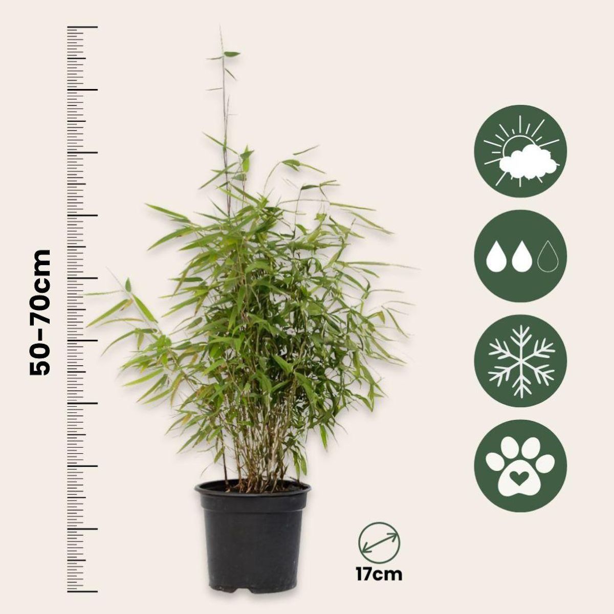 PLANT IN A BOX Bambou non-traçant - Fargesia nitida 'Red Dragon' - Hauteur 50-70cm - ⌀17cm