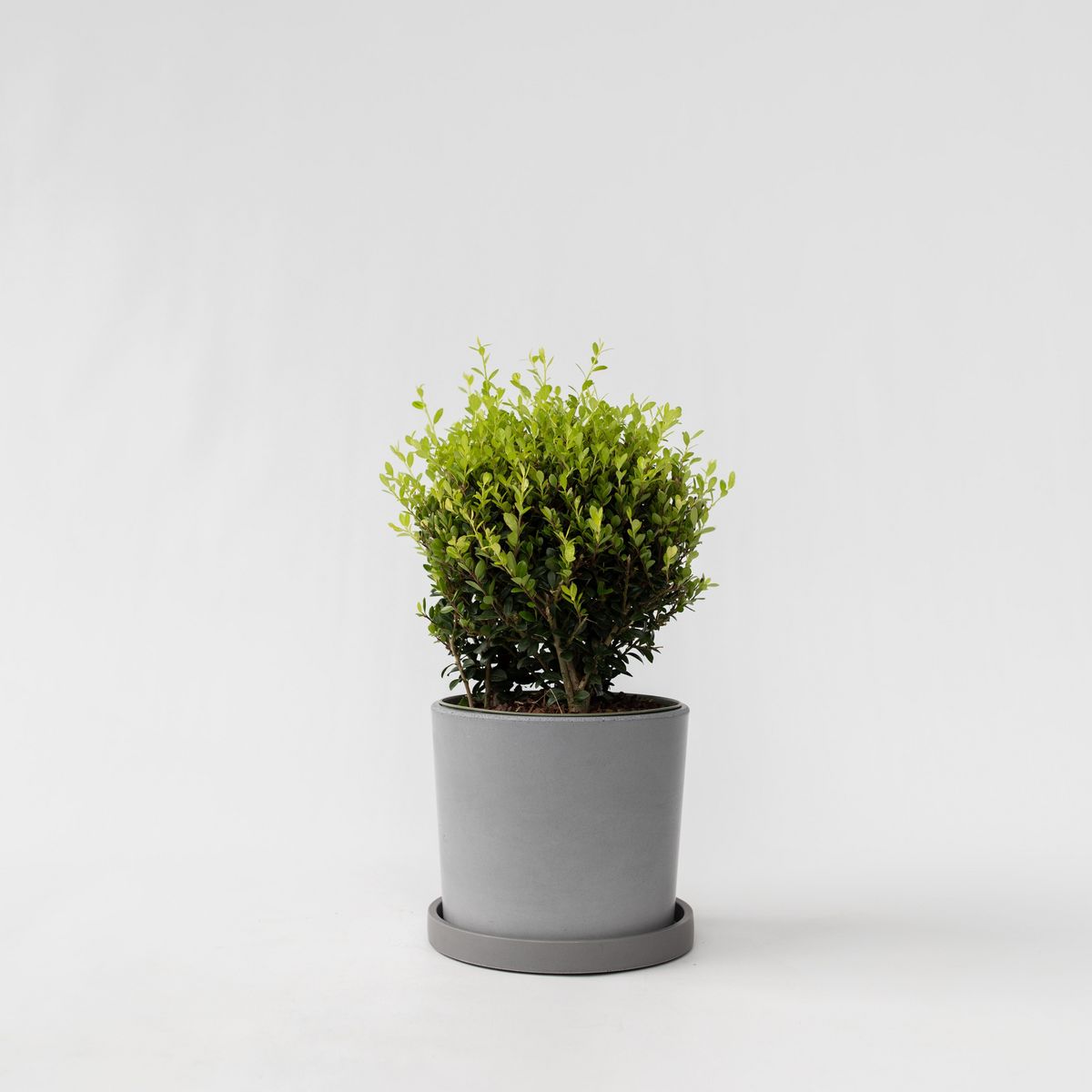 PLANT IN A BOX Houx crenelé - Ilex crenata 'Jenny' - Hauteur 30-40cm - ⌀17cm