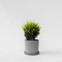 Voir la diapositive 6 : PLANT IN A BOX Houx crenelé - Ilex crenata 'Jenny' - Hauteur 30-40cm - ⌀17cm