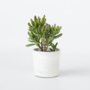 Voir la diapositive 5 : PLANT IN A BOX Plante de Jade - Crassula ovata 'Gollum' - Hauteur 15-25 cm - Pot 12 cm