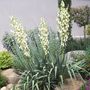 Voir la diapositive 1 : Yucca filamenteux