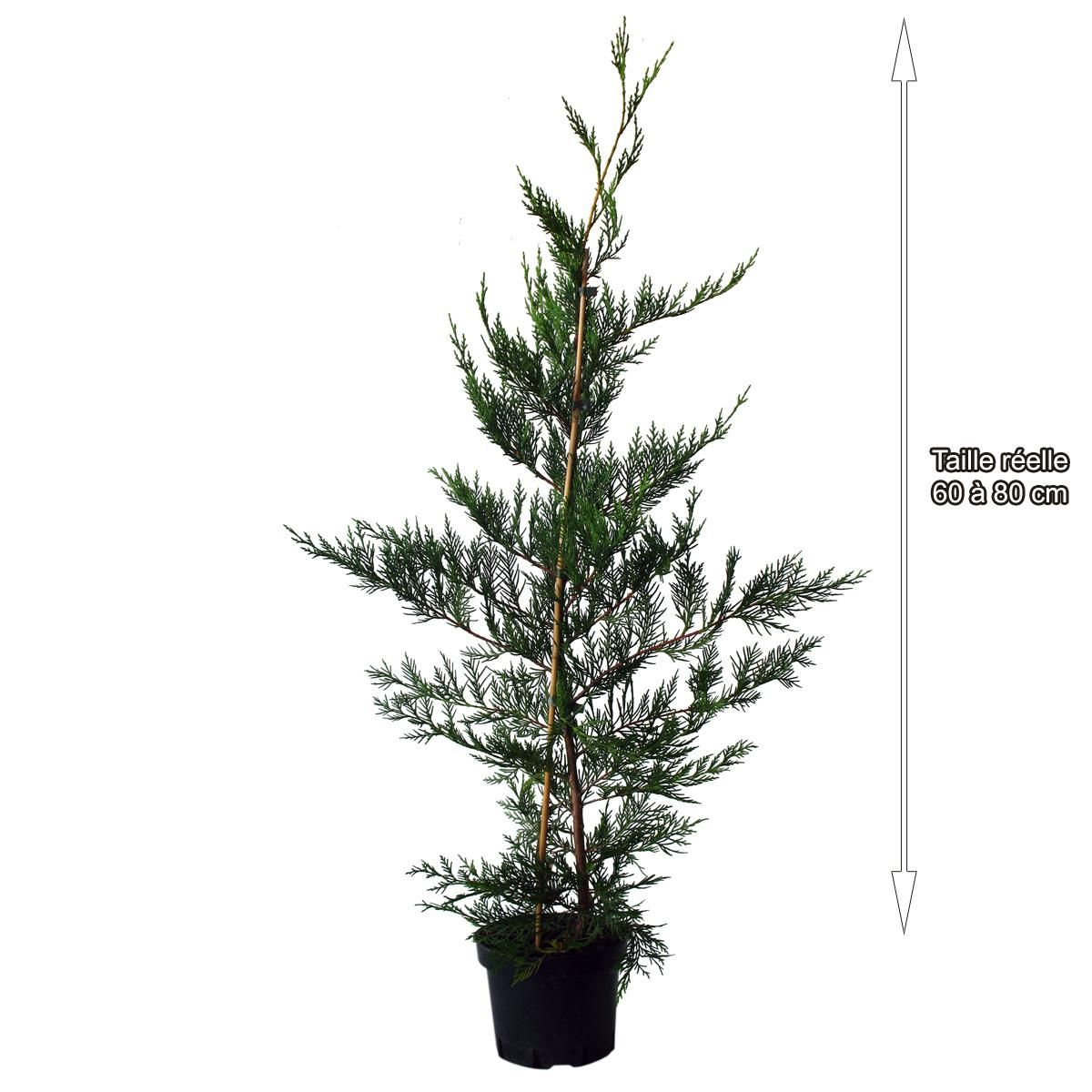 Cyprès de leyland (Cupressocyparis Leylandii) - Pot de 3L - H/60-80cm