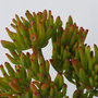 Voir la diapositive 3 : PLANT IN A BOX Arbre de jade - Crassula ovata 'Hobbit' - Hauteur 45-50cm - ⌀23cm