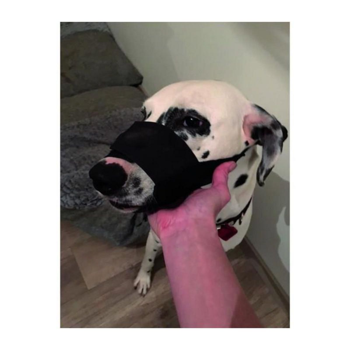 GENERIQUE YAGO Museliere en Nylon Noir pour Grand Chien, Partie Museau avec Filet Respirant et Reglable